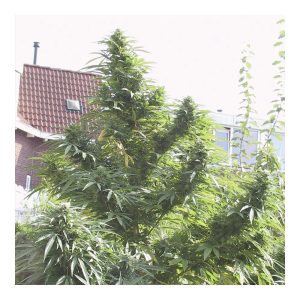 Easy Sativa