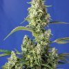 Gorilla Girl XL Auto