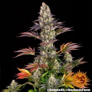 Alternative view of Gelato #45