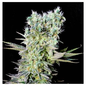 Northern Lights X