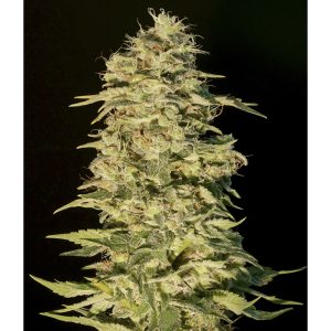 OG Lemon Bilbo