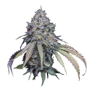 Girl Scout Cookies auto