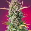 Gorilla Sherbet F1 FV