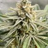 Grape Fuel