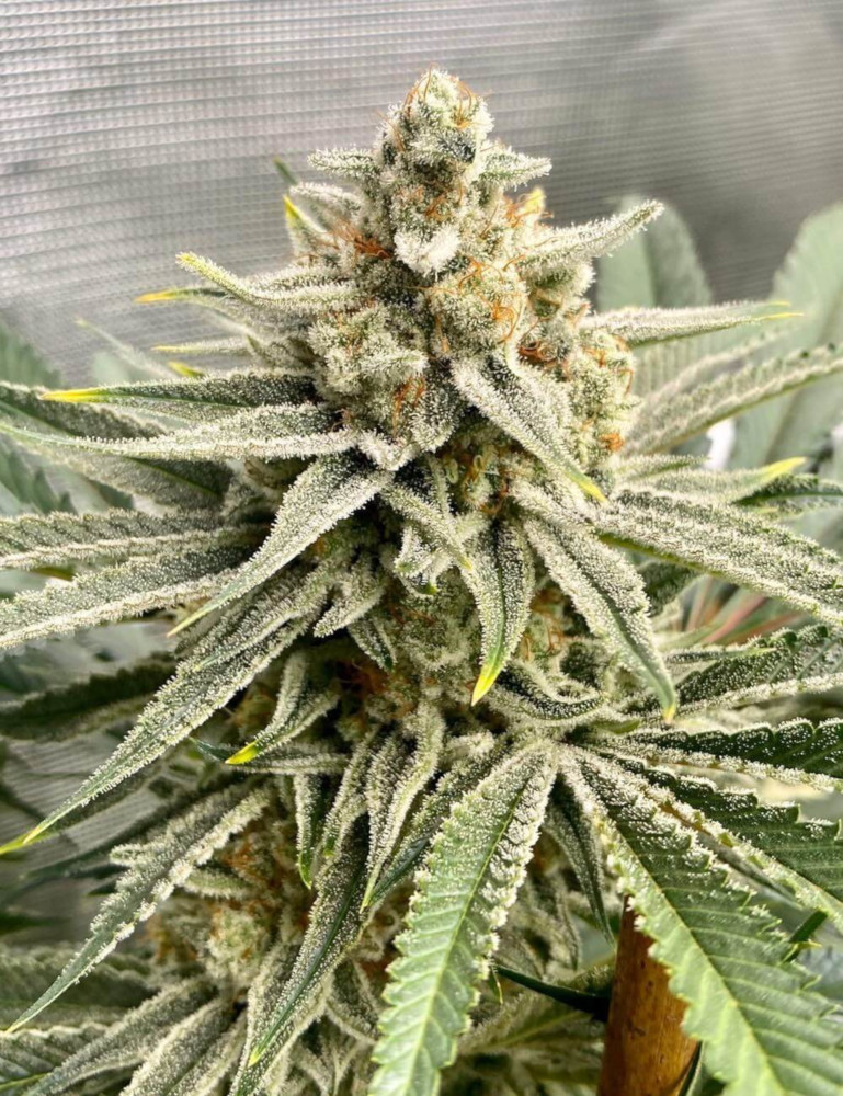 Grape Fuel