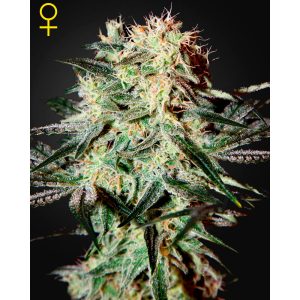 Arjan's Strawberry Haze