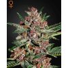 Bubba Kush