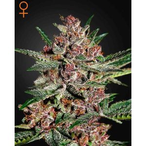 Bubba Kush