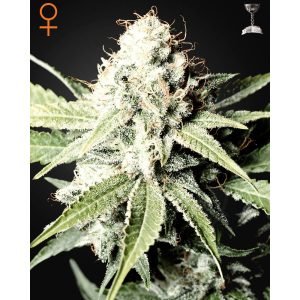 Great White Shark