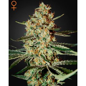 Himalaya Gold