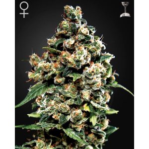 Jack Herer
