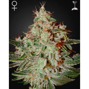 Lemon Skunk