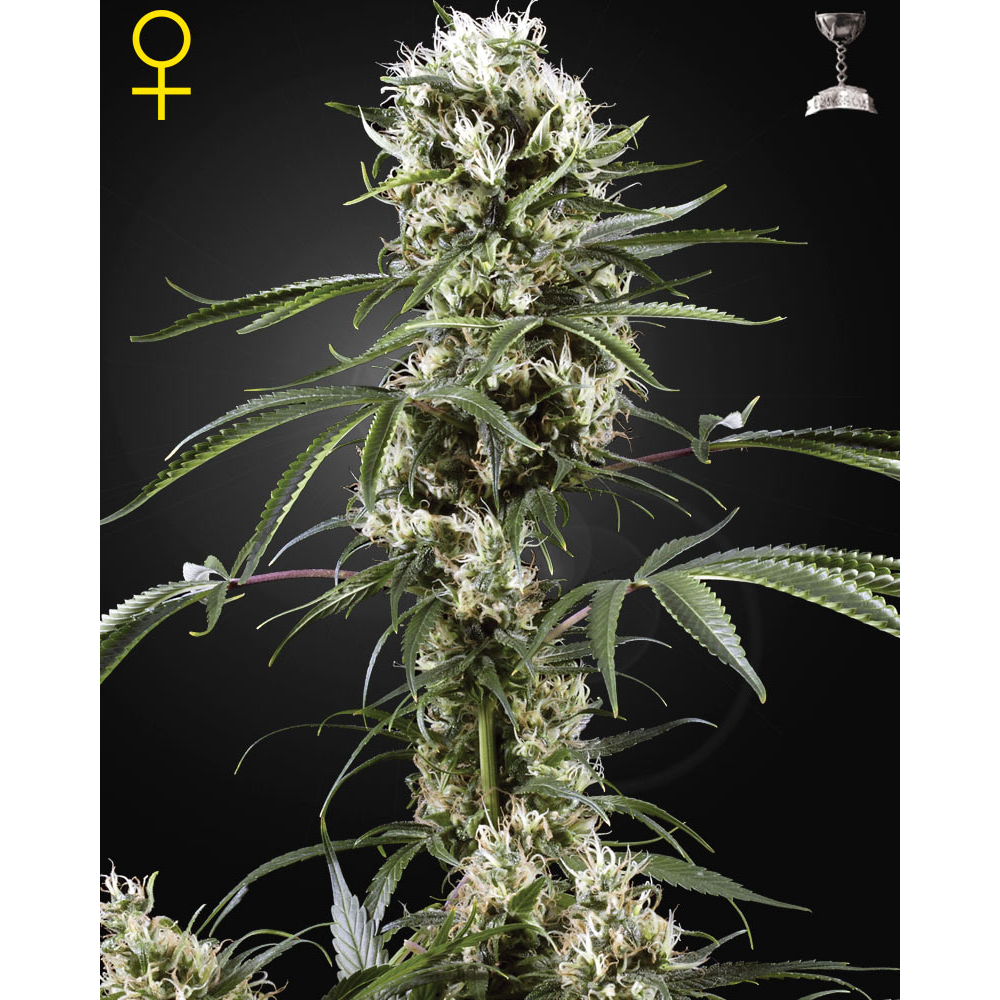 Super Lemon Haze