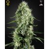 Super Silver Haze