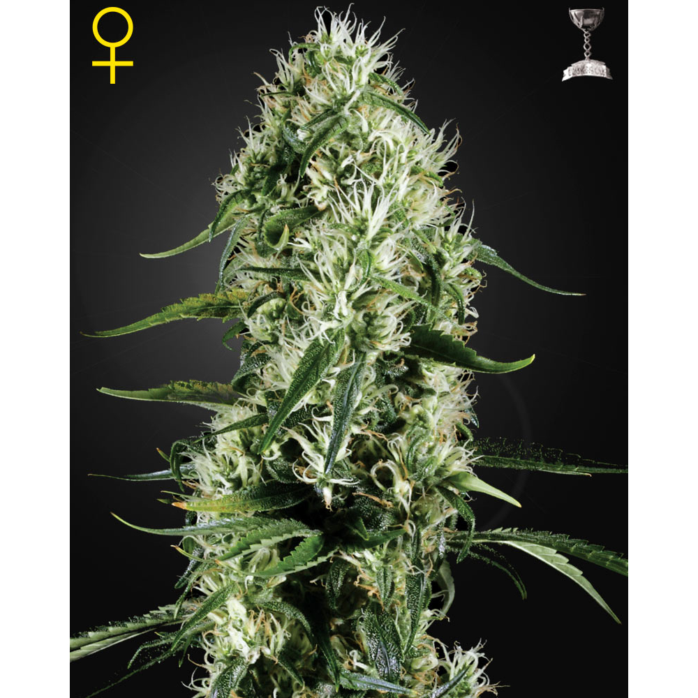 Super Silver Haze