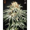 White Widow
