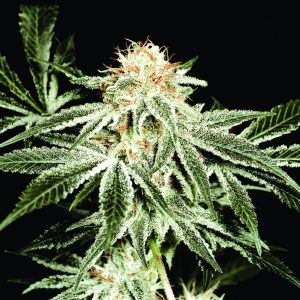 White Widow