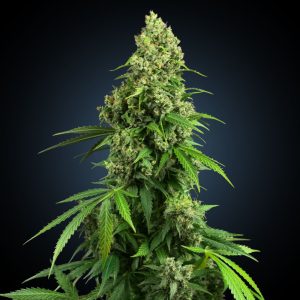 Honey Melon Kush Auto