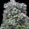 Kush Exclusive