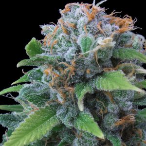 Lemon Haze