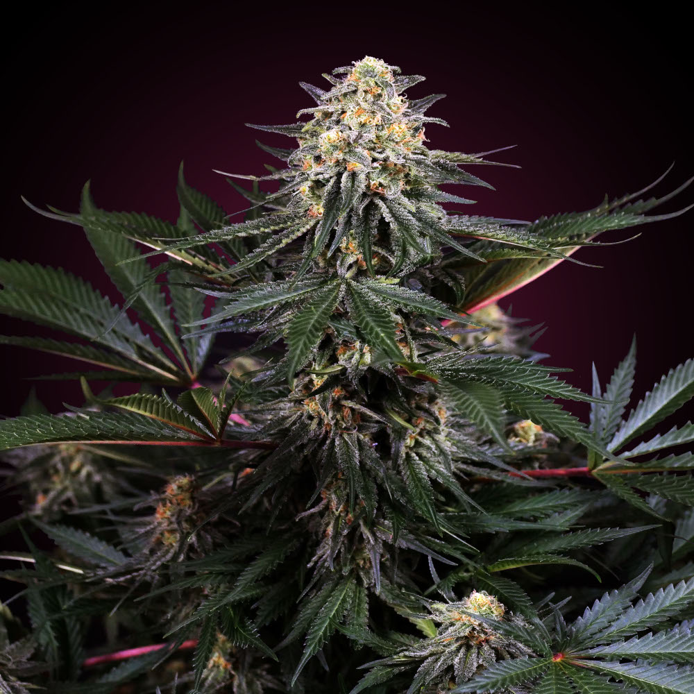 Lockdown Kush