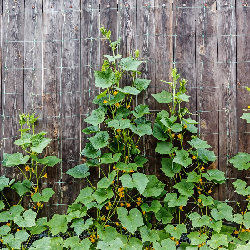 Malla Scrog 2x500 Verde - Imagen 3