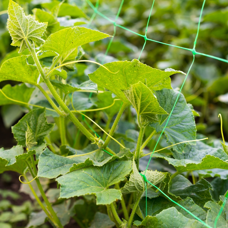 Malla Scrog 2x500 Verde - Imagen 2