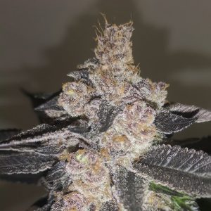 Gelato 242