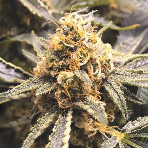 Recovery CBD