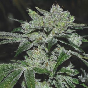 Sour Glue