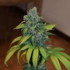 Zkittlez