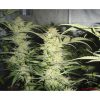 White Widow