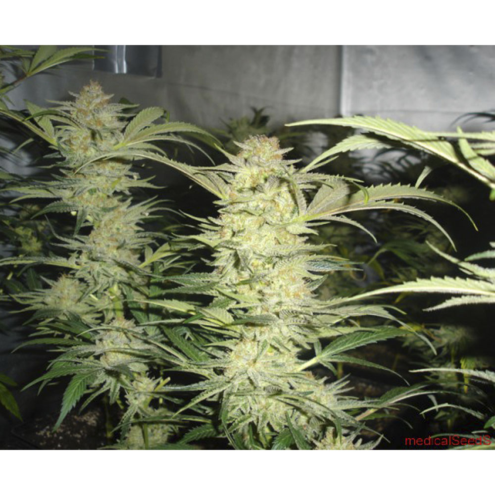 White Widow