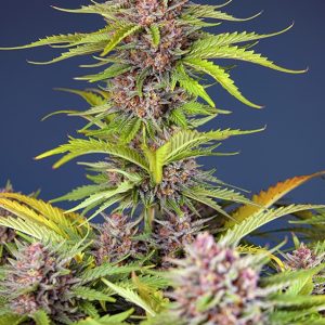 Alternative view of Mimosa Bruce Banner XL Auto