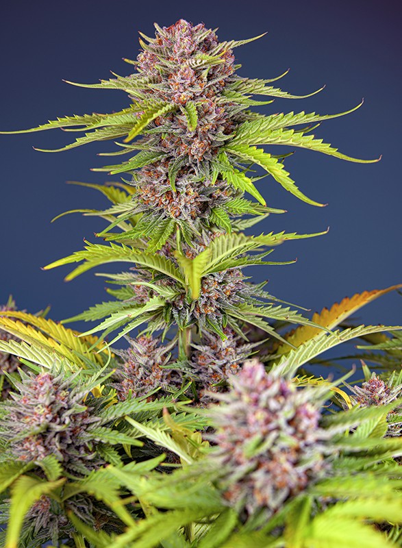 Mimosa Bruce Banner XL Auto - Imagen 2