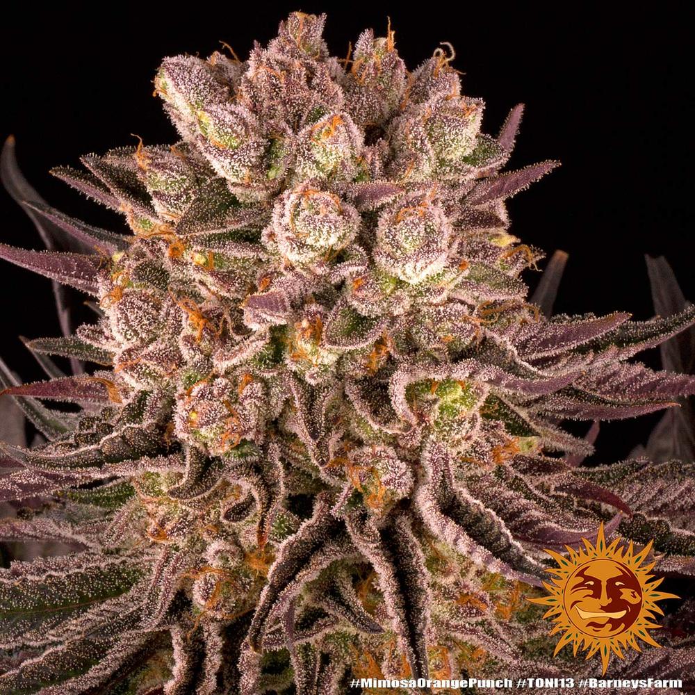 Mimosa x Orange Punch - Imagen 4