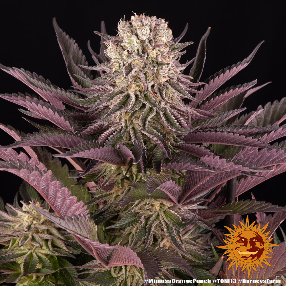 Mimosa x Orange Punch - Imagen 2