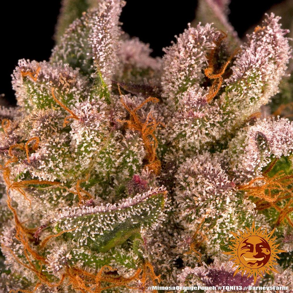 Mimosa x Orange Punch - Imagen 3