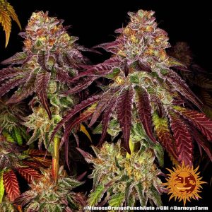 Alternative view of Mimosa x Orange Punch  5 Auto