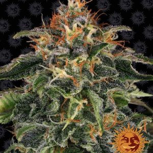 Moby Dick 3 Fem