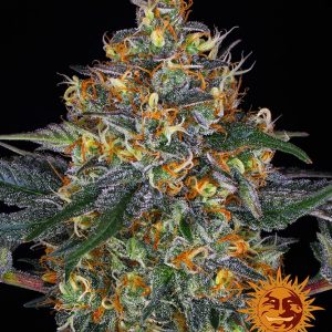 Moby Dick Auto