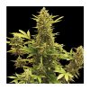 Auto Amnesia
