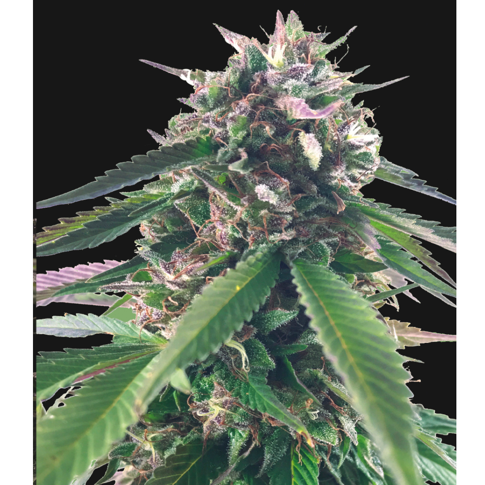 Mr.Bluberry Bud