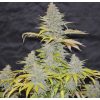 Auto Diesel Mass