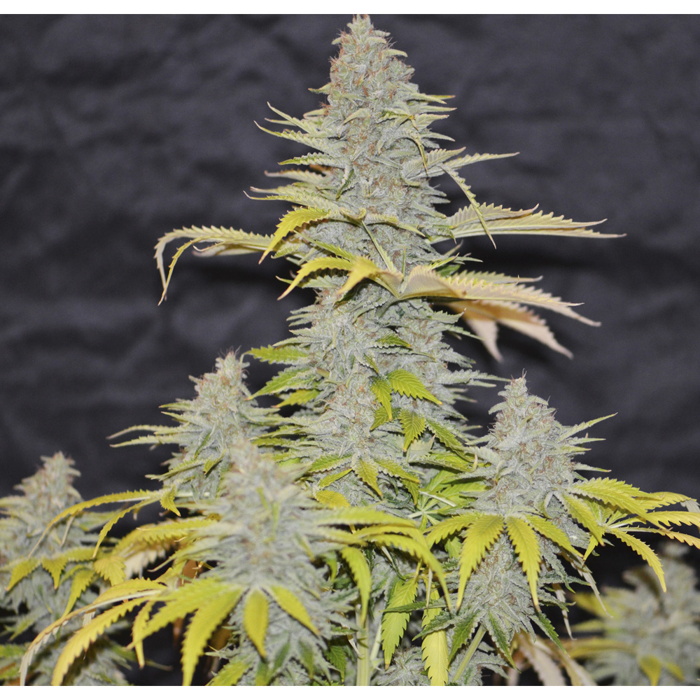 Auto Diesel Mass