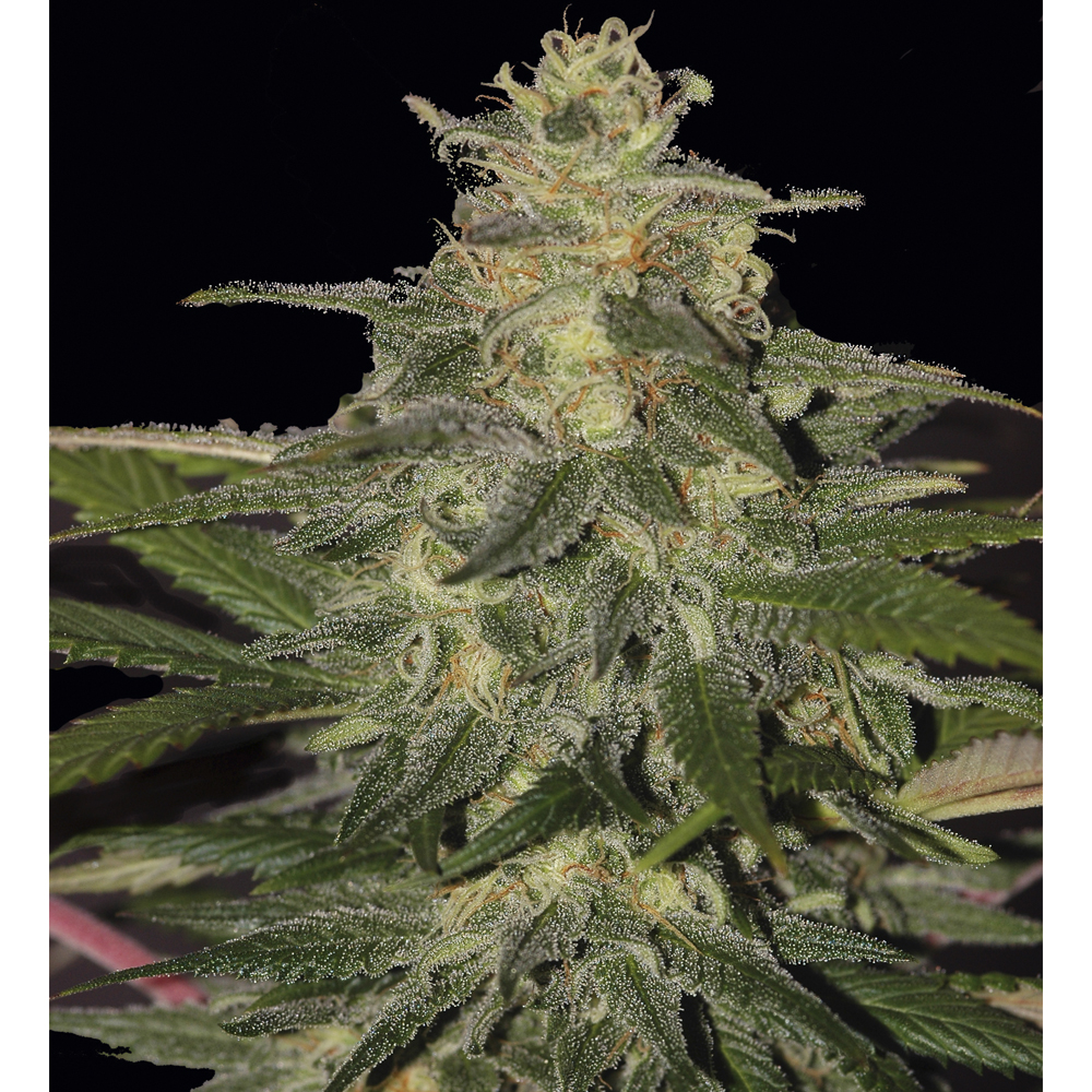Auto Mazar Blue