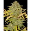 Auto Northern Cream