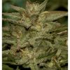 Mr.Amnesia Mass