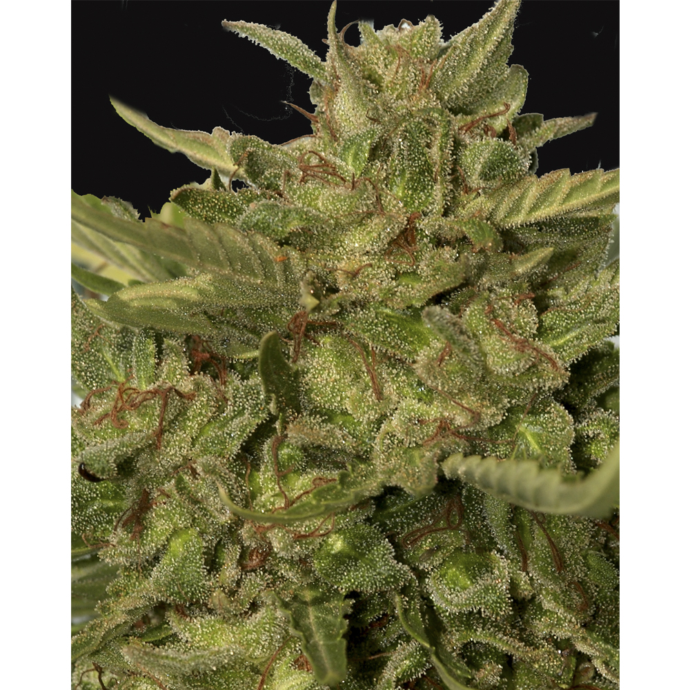 Mr.California Pearl