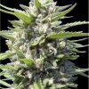 Northern Lights Auto